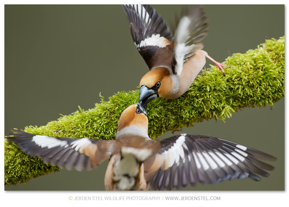 Appelvink-GD_30I1196