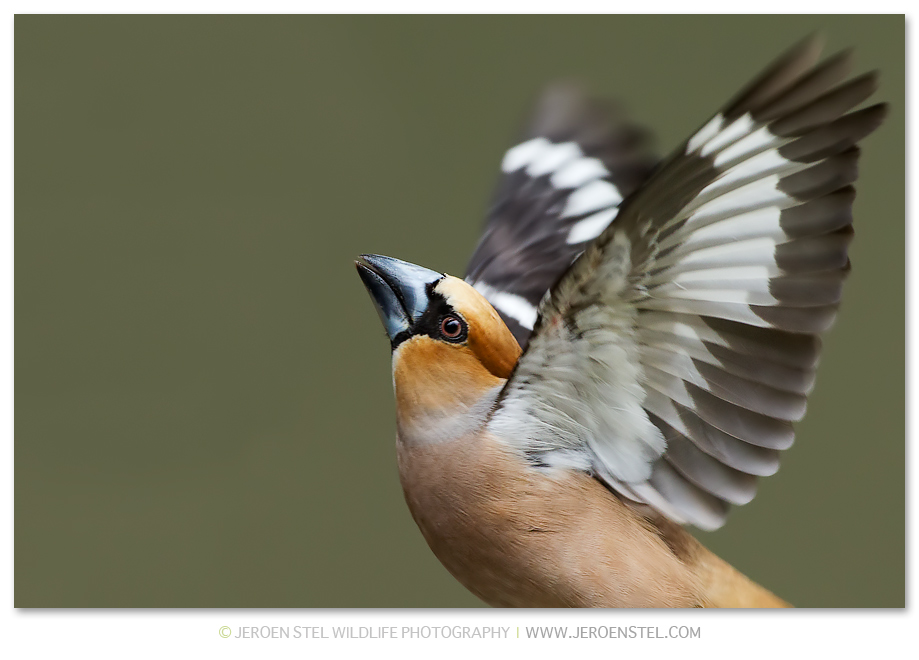 Appelvink-GD_30I1318