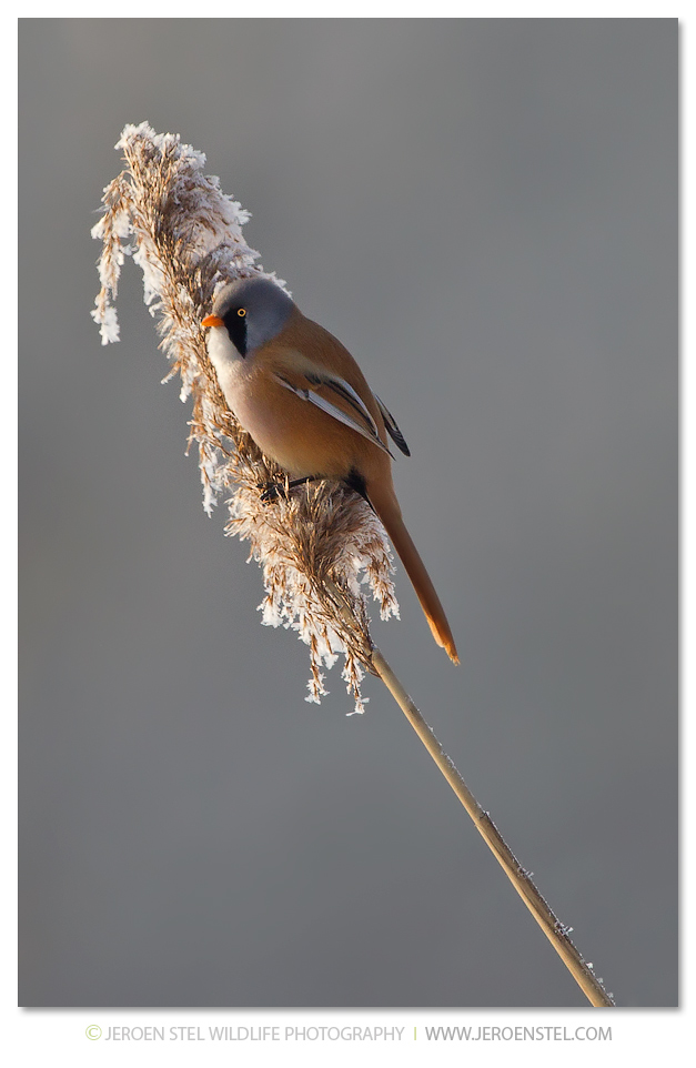 Baardmannetje-RP_30I3763