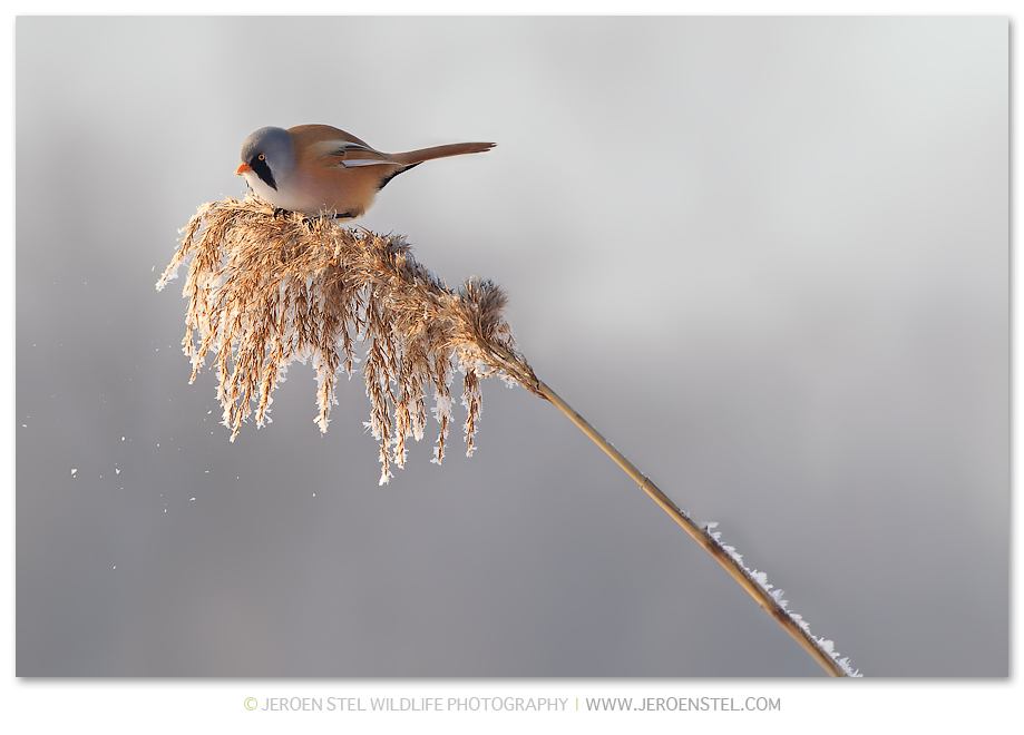 Baardmannetje-RP_30I3772