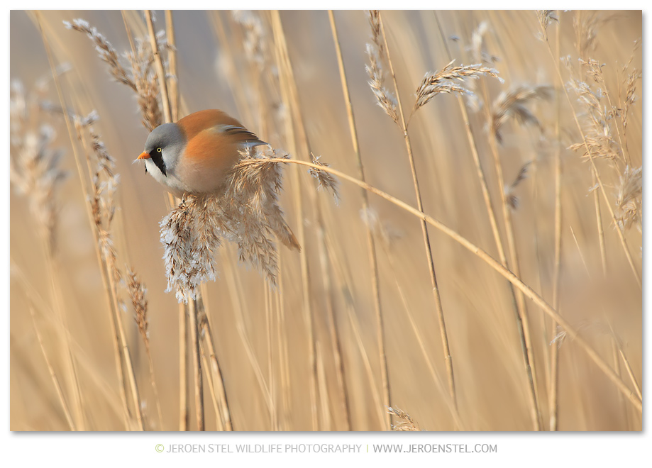 Baardmannetje-RP_30I4052