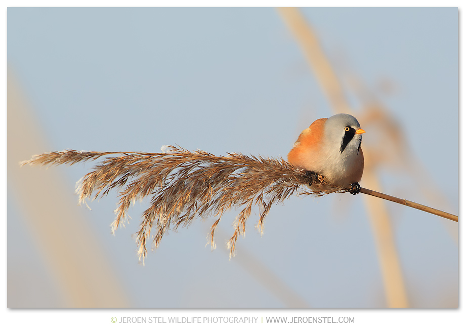 Baardmannetje-RP_30I4055