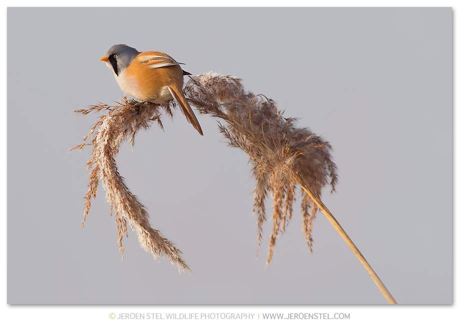 Baardmannetje-RP_30I4126