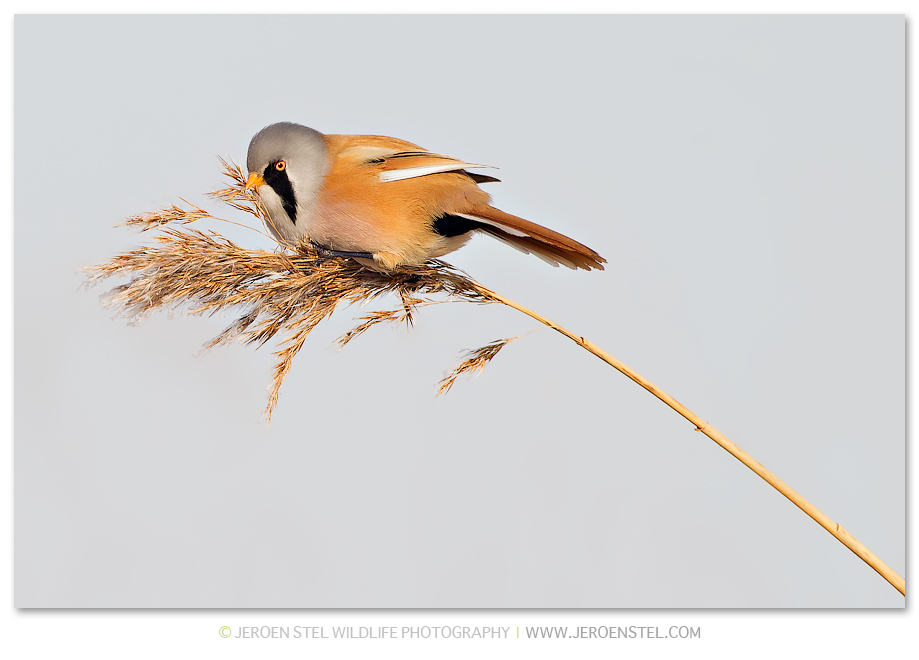 Baardmannetje-RP_30I4158