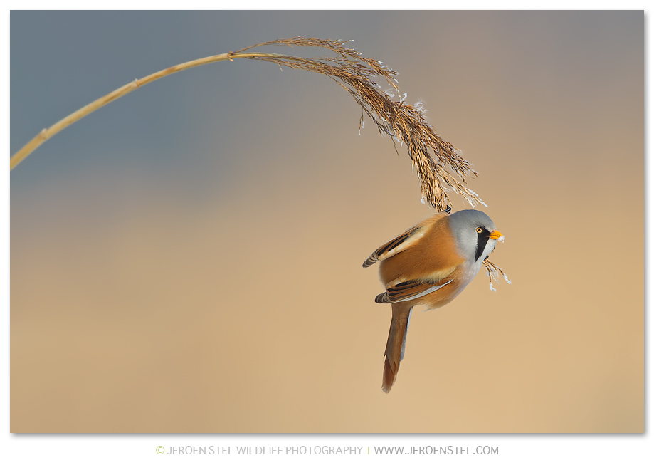 Baardmannetje-RP_30I4364