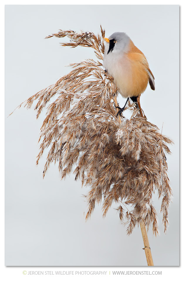 Baardmannetje-RP_30I7510