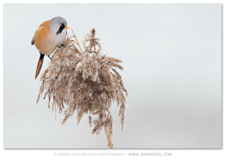 Baardmannetje-RP_30I7574