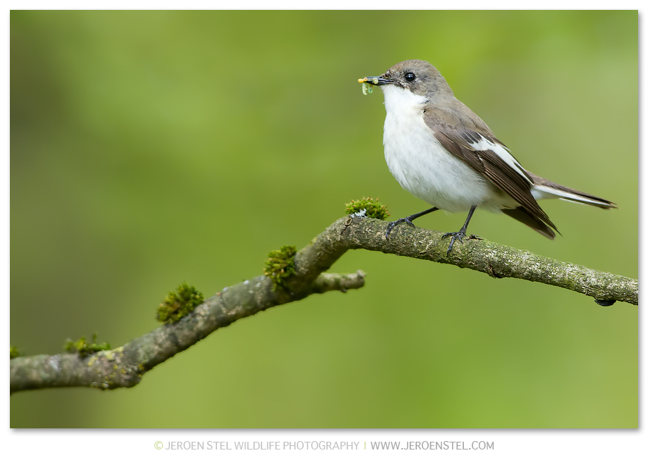 Bonte-Vliegenvanger-GD_30I4960