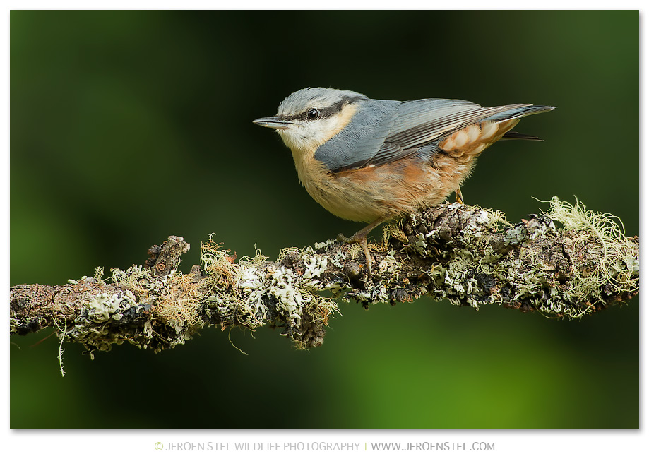 Boomklever-GD_V3Y7112