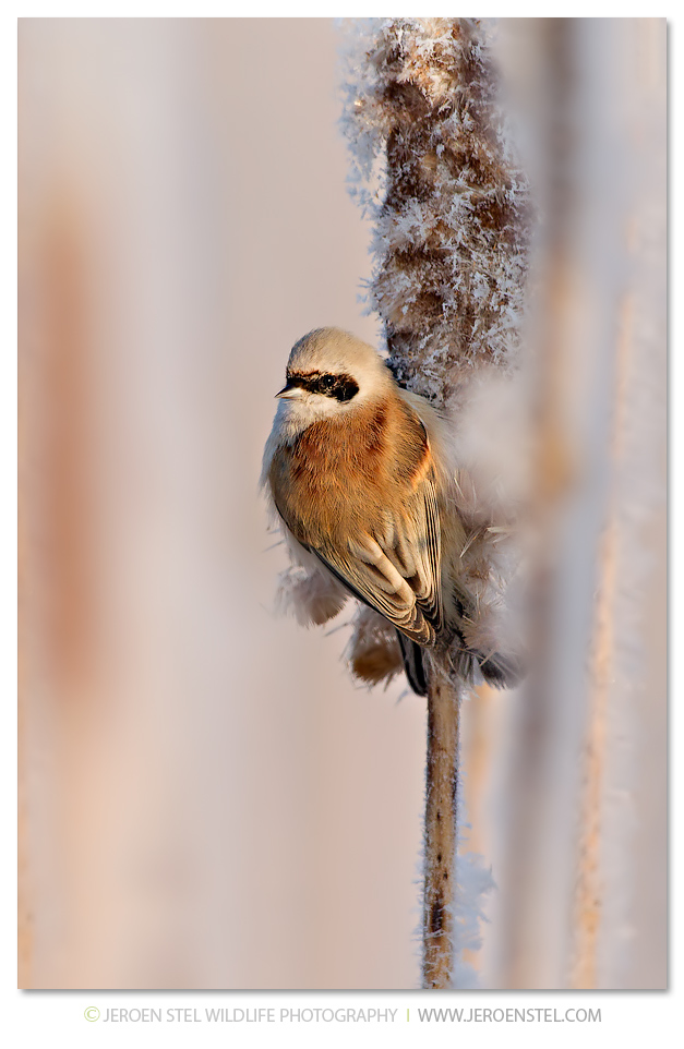 Buidelmees-SD_30I3343