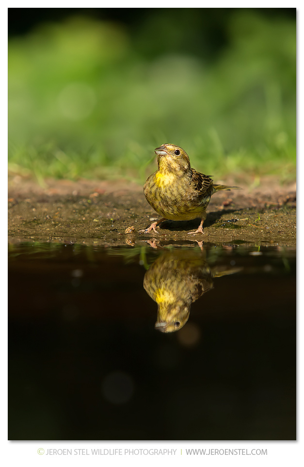 Geelgors-GD_File0629