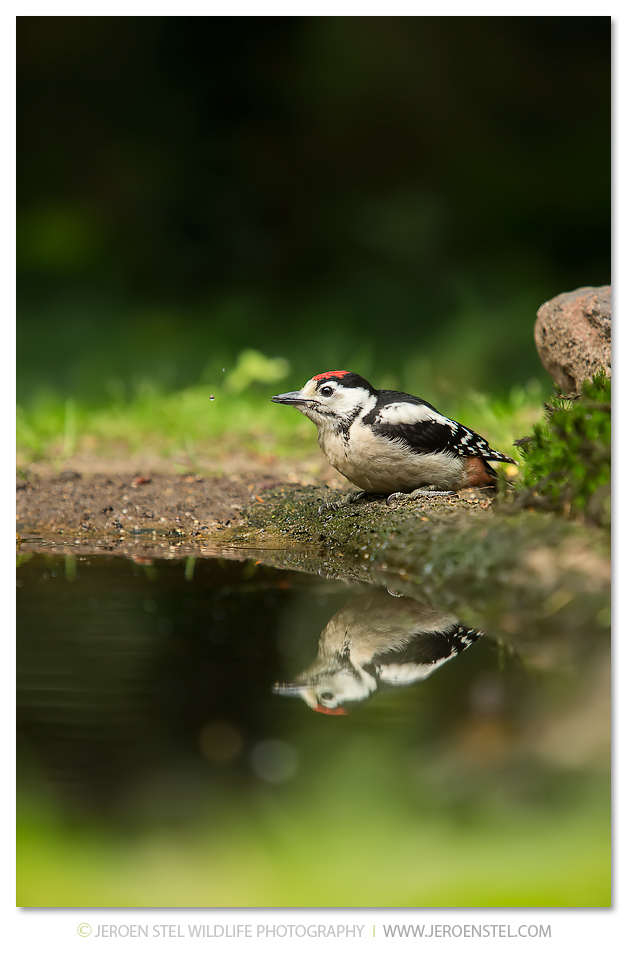 Grote-Bonte-Specht-GD_File1704