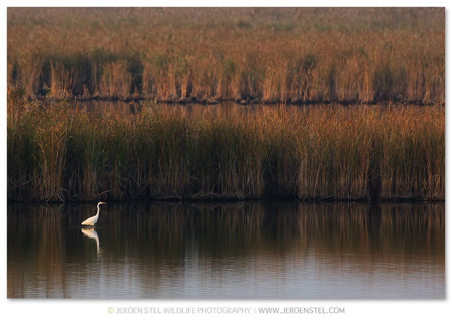 Grote-Zilverreiger-HG_K3B1092
