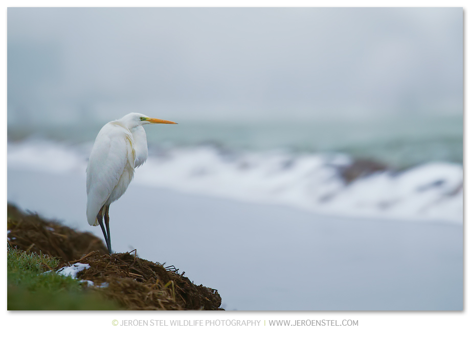 Grote-Zilverreiger-KK_30I3739