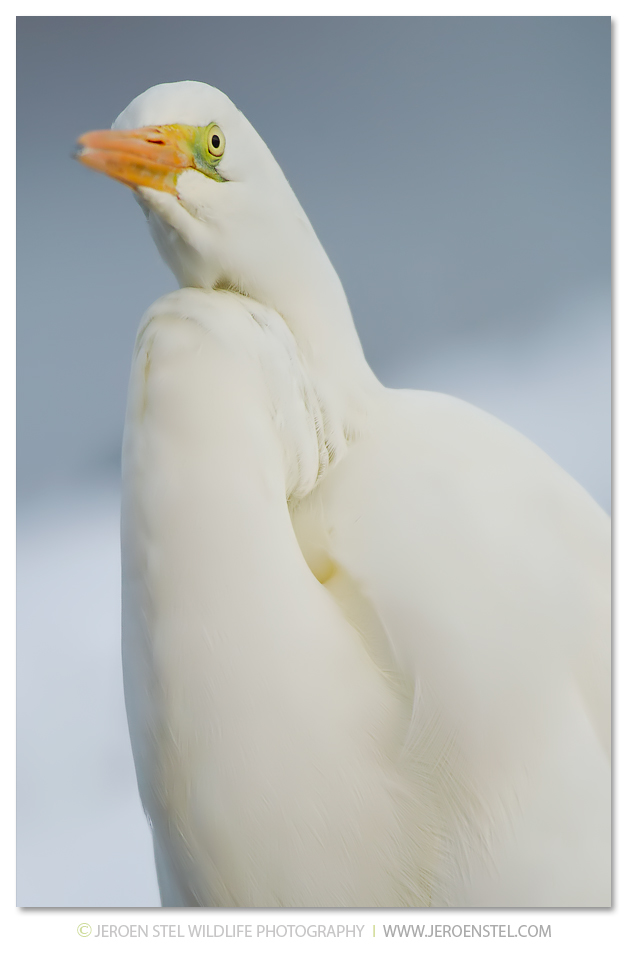 Grote-Zilverreiger-KK_30I4360