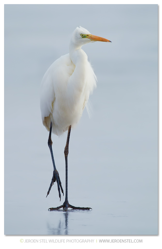 Grote-Zilverreiger-KK_30I4534