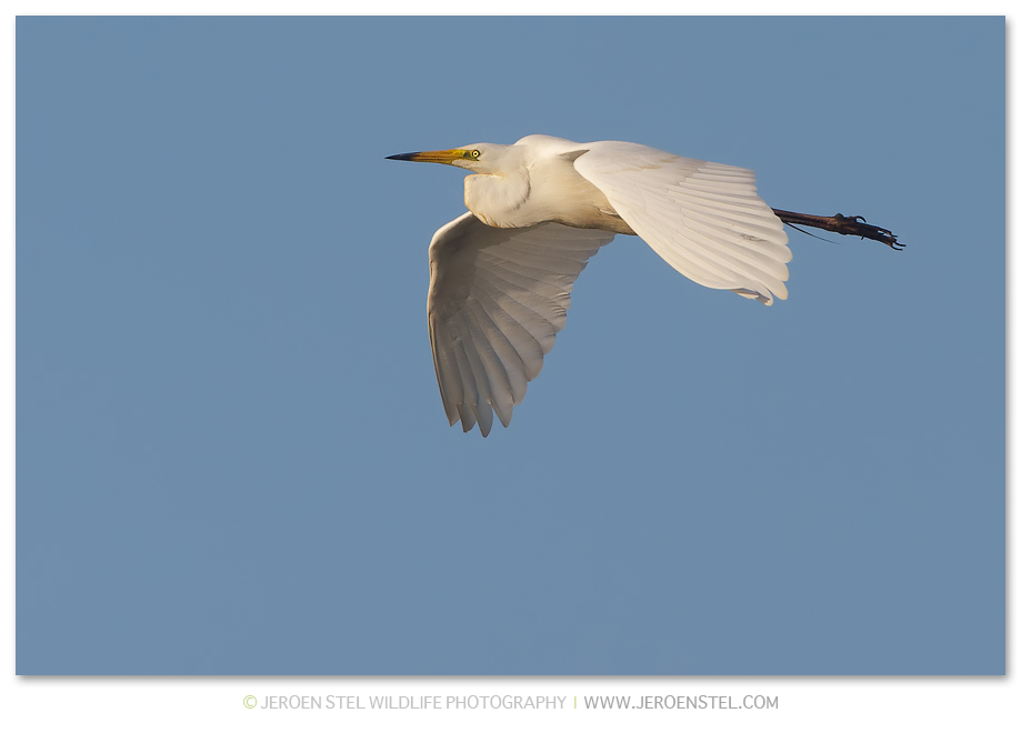 Grote-Zilverreiger-OVP_294E1672