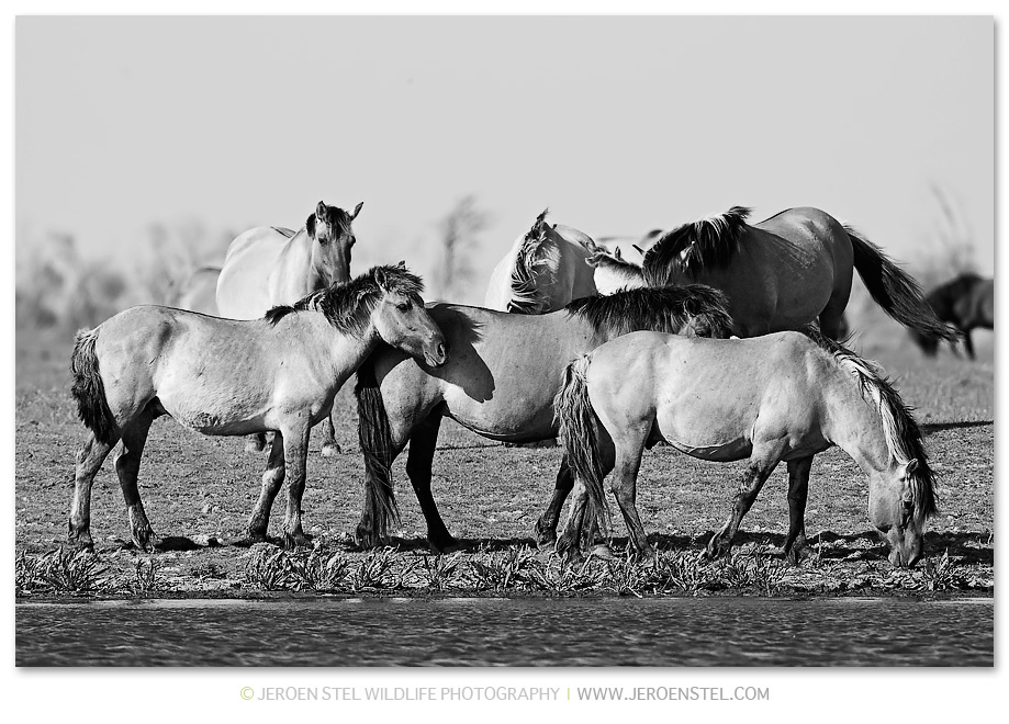 Konikpaard-OVP-294E0275