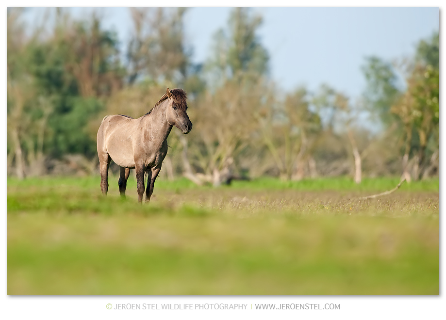 Konikpaard-OVP-294E0480