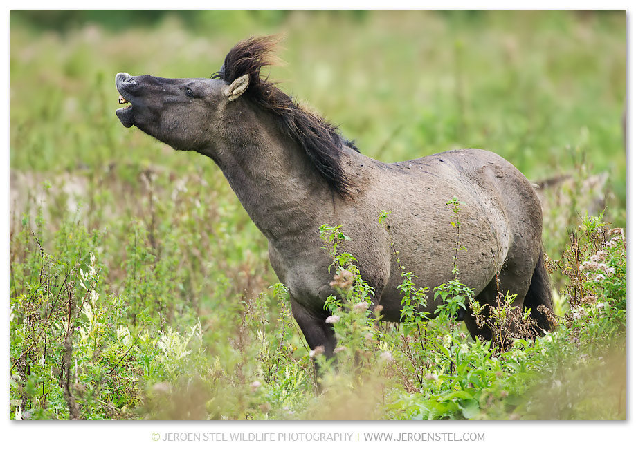 Konikpaard-OVP_30I0635