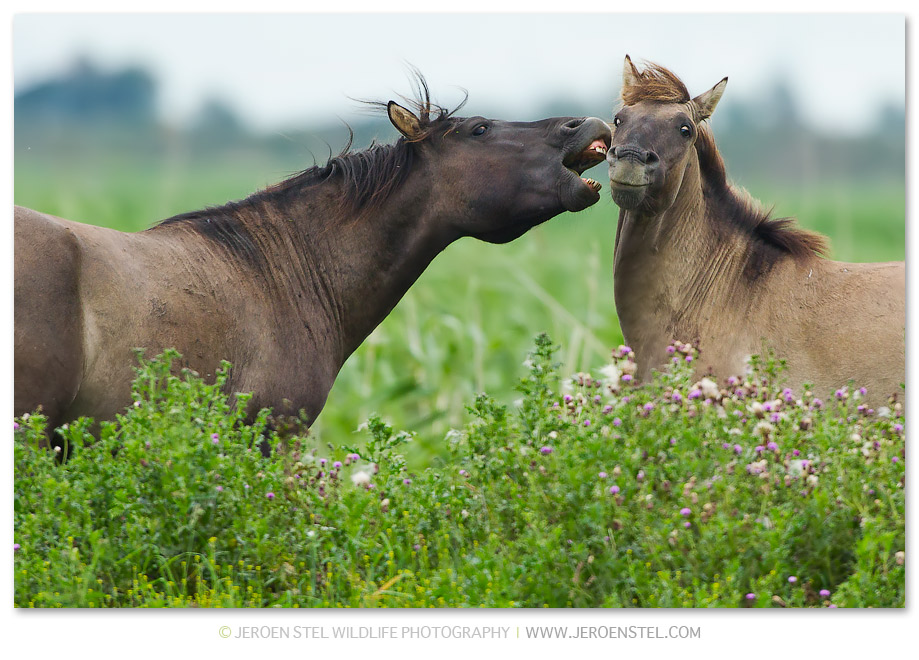 Konikpaard-OVP_30I7299