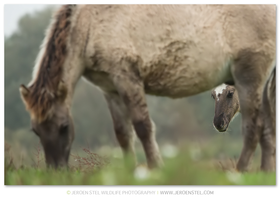 Konikpaard-OVP_75I6743