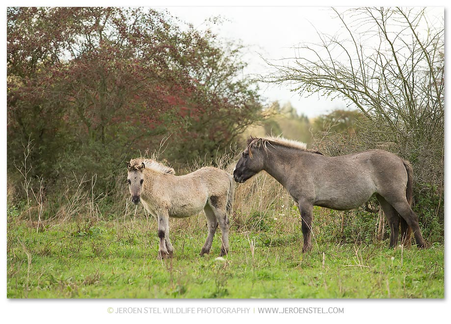 Konikpaard-OVP_75I7134