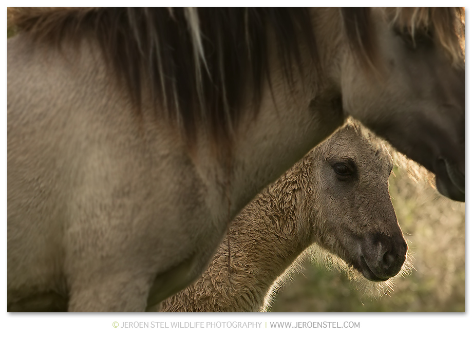 Konikpaard-OVP_75I7168