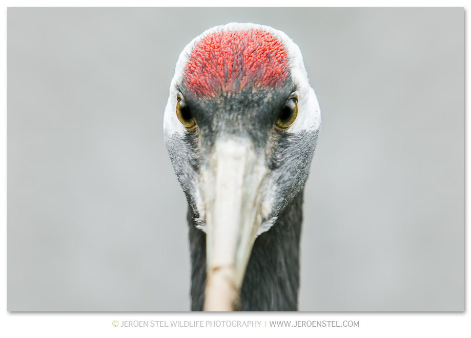 Kraanvogel-BD_V3Y8284