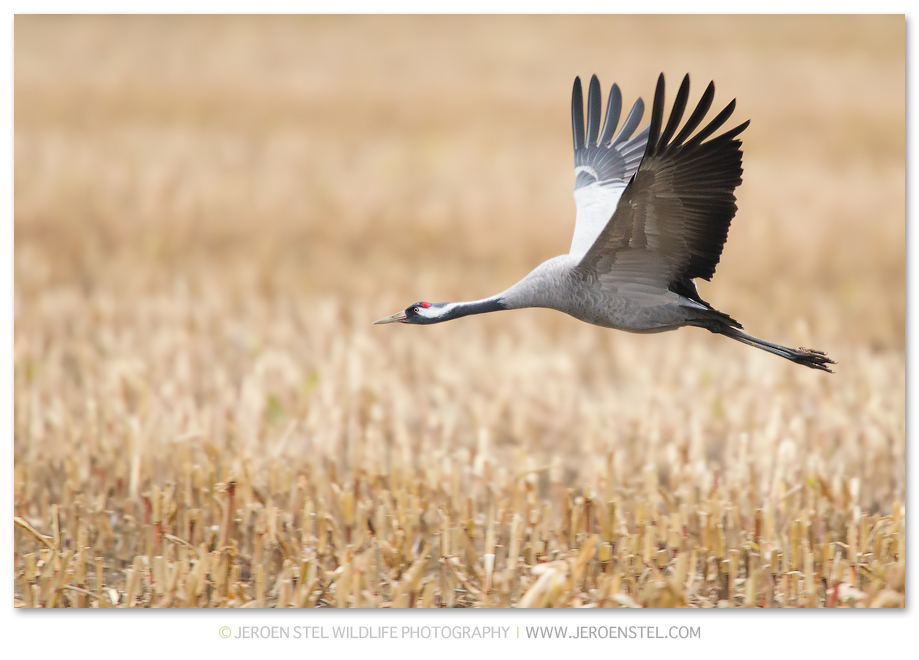 Kraanvogel-DH_75I0710