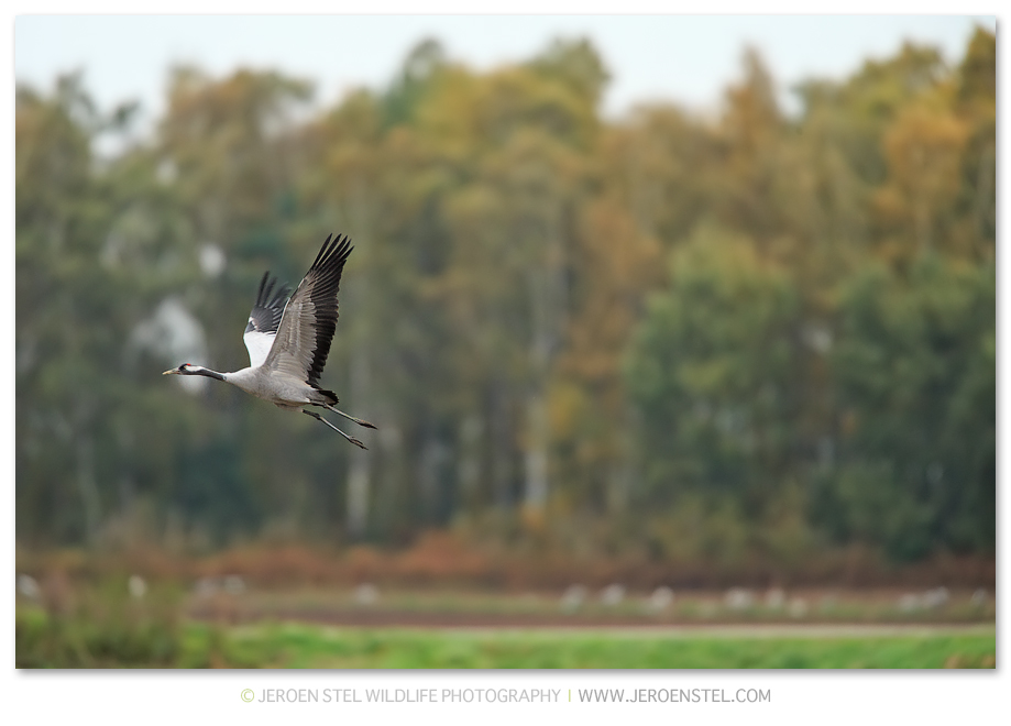 Kraanvogel-DH_75I0820