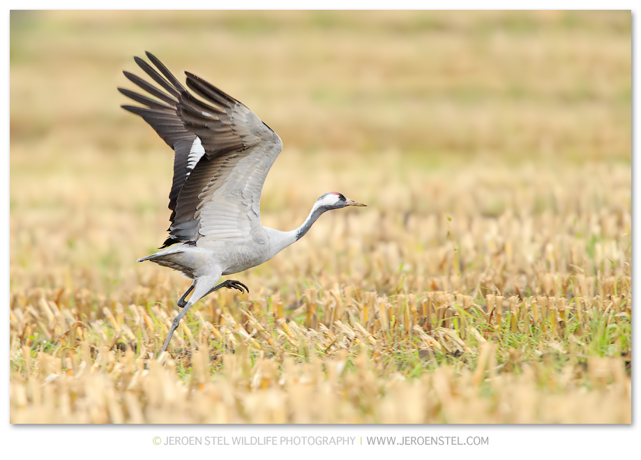 Kraanvogel-DH_75I0980