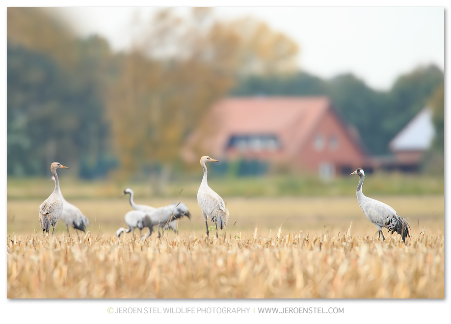 Kraanvogel-DH_75I1033