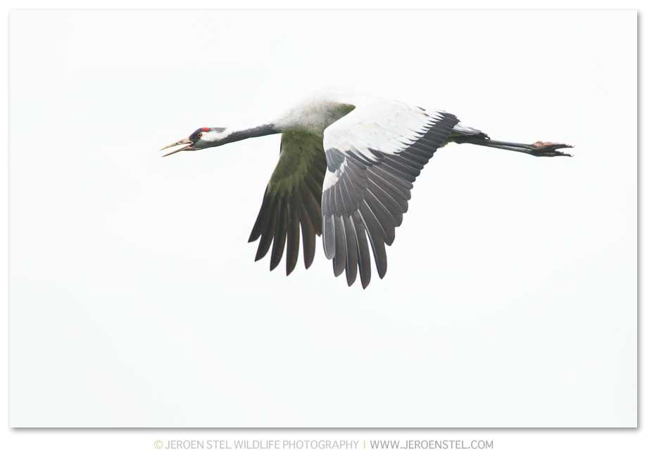 Kraanvogel-DH_75I1052