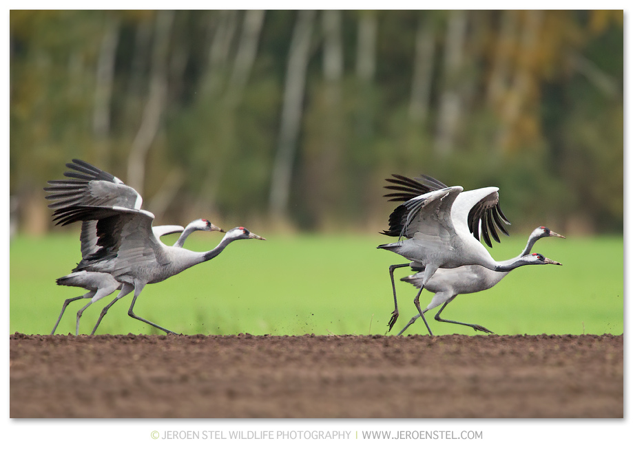 Kraanvogel-DH_75I1099