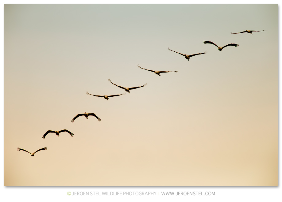 Kraanvogel-DH_75I1465