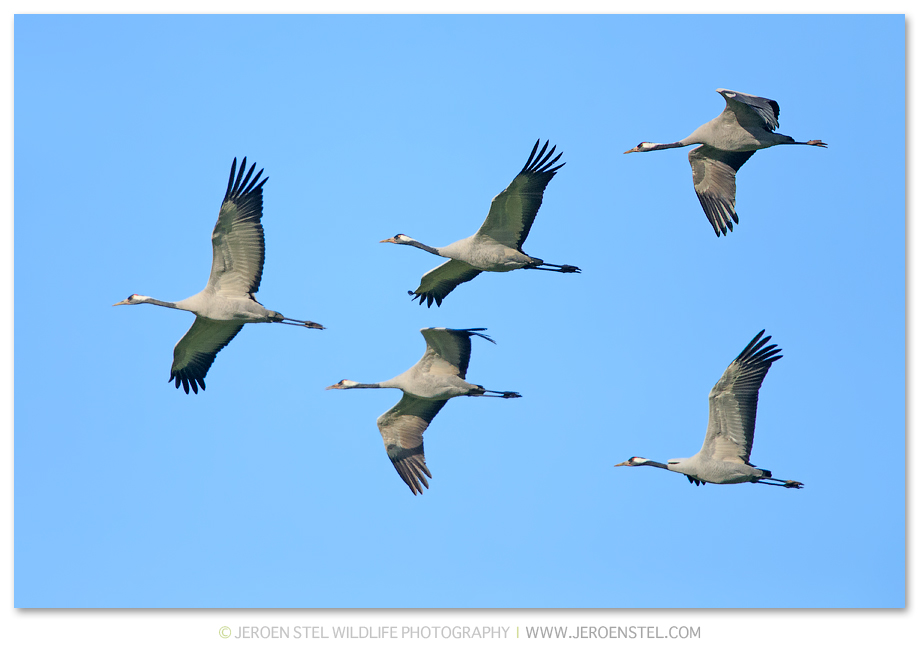 Kraanvogel-DH_75I1609