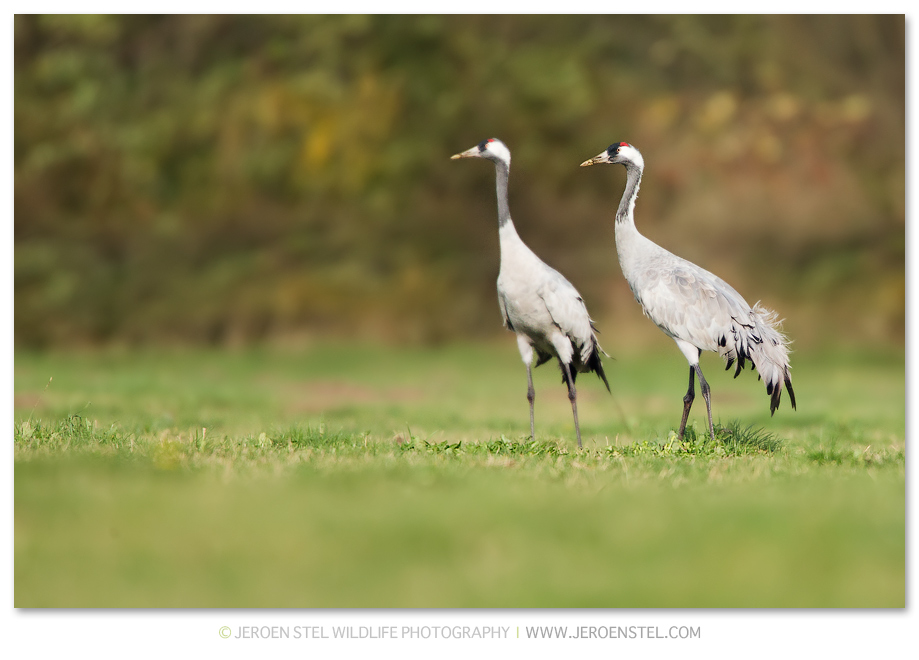 Kraanvogel-DH_75I1980