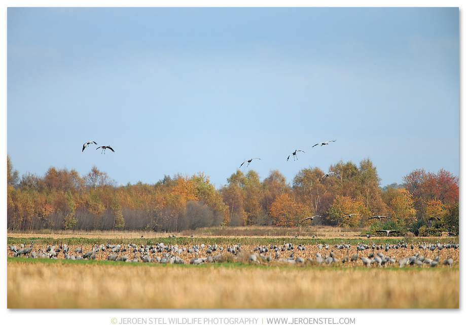 Kraanvogel-DH_75I2008