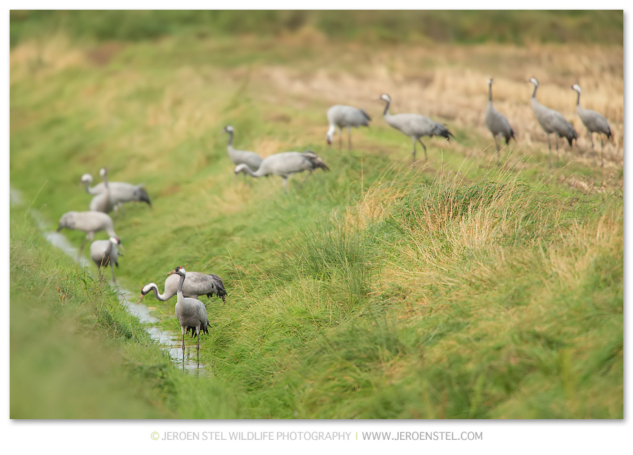 Kraanvogel-DH_75I2260