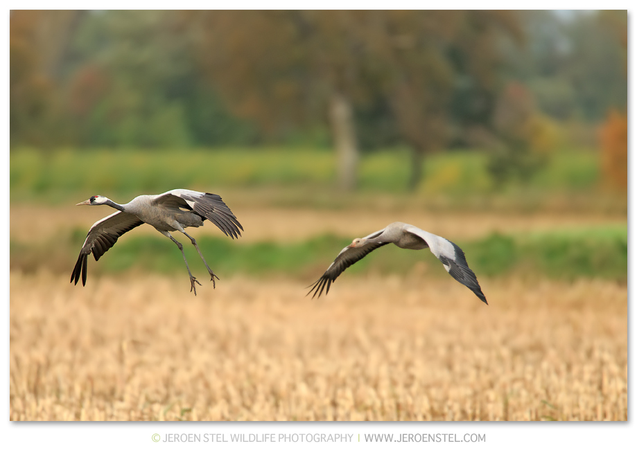 Kraanvogel-DH_75I2337