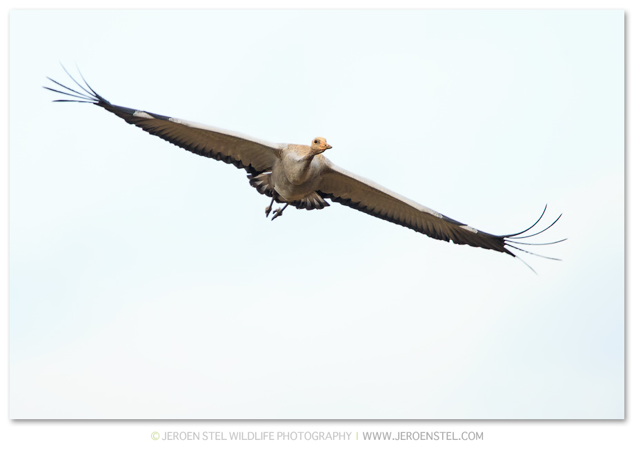 Kraanvogel-DH_75I2552