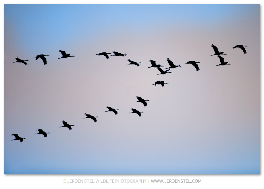 Kraanvogel-DH_75I3789