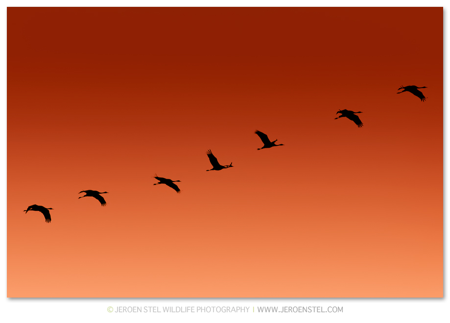 Kraanvogel-DH_75I3858