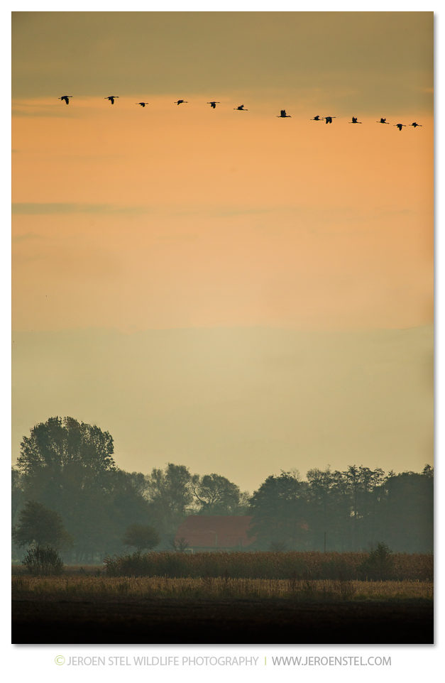 Kraanvogel-DH_75I3865