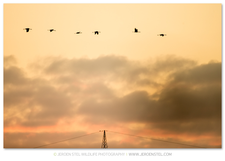 Kraanvogel-DH_75I3895