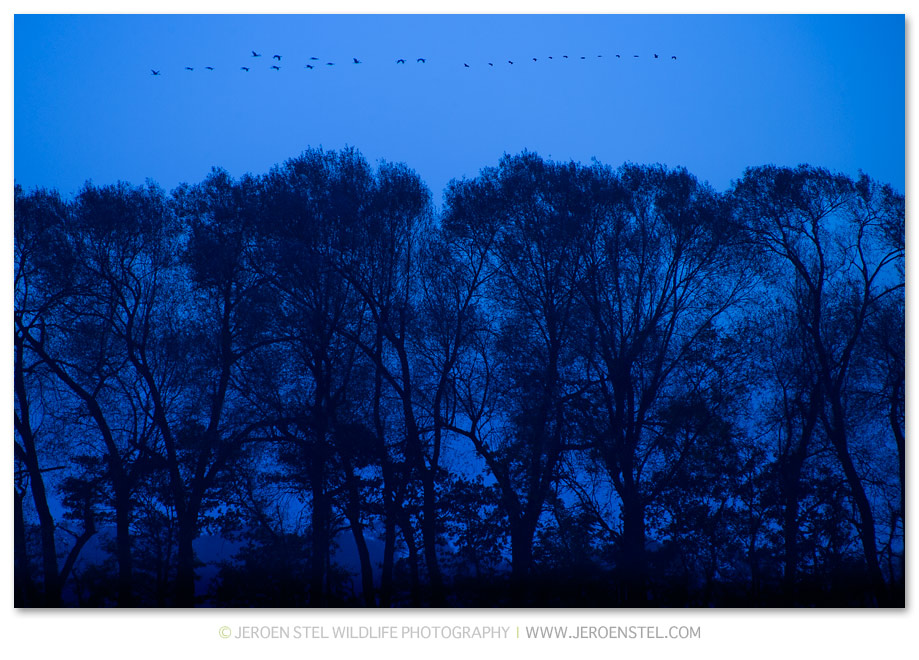 Kraanvogel-DH_75I4087