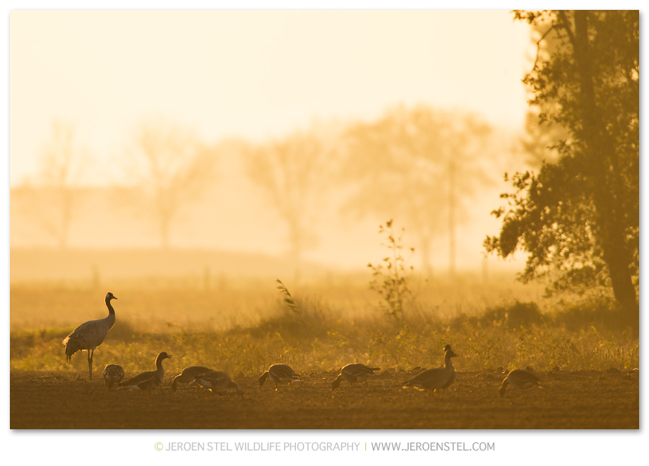 Kraanvogel-DH_75I4126