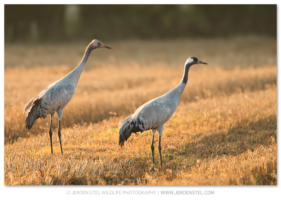 Kraanvogel-DH_75I4164