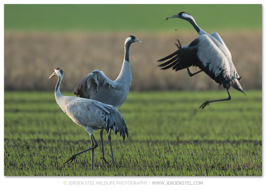 Kraanvogel-DH_75I4254